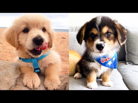 Baby Dogs – Cute and Funny Dog Videos Compilation #11 | Aww Animals