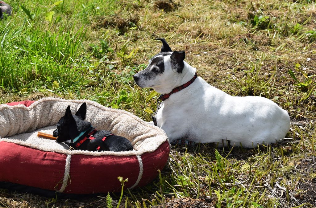 Looking For Tips About Dogs? You've Come To The Right Place!