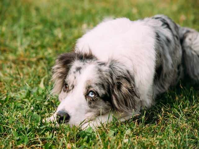 Learn Ways To Keep Your Dog Happy And Content.