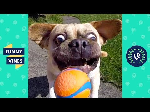 [30 MIN] TRY NOT TO LAUGH – Ultimate Funny Animals Videos & Cute Pets Compilation July 2018