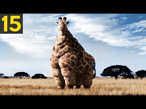 15 FATTEST Animals Ever Seen