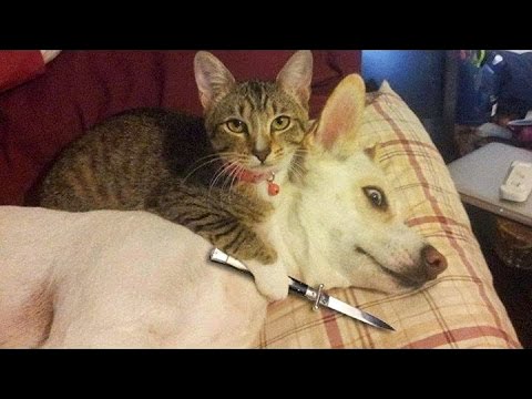 Try Not To Laugh or Grin While Watching Funny Animals Compilation #18