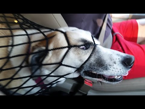 NOT THE SMARTEST DOGS – Derpy Dogs – LAUGH Compilation