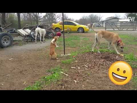 When Animals Get Surprised! | Funny Animal Videos