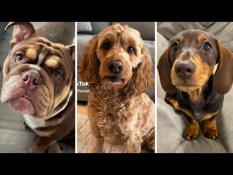 Dogs Doing Funny Things ~ Cutest Puppies Compilation 🐾😂