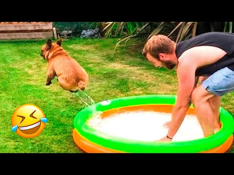 Funniest Animal Videos 😂 – Funny Cats invited to the Dog Party #16