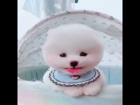 Cute dog moments | Part-210| funny dog videos in Bengali| #shorts #shortvideo #funny