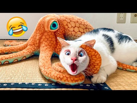 Funny Animal Videos 2023 😁 – Funniest Dogs And Cats Videos 😺😍