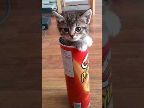 Funny animals 2023😆 – Funniest Cats and Dogs Video🐕🐈220 #shorts
