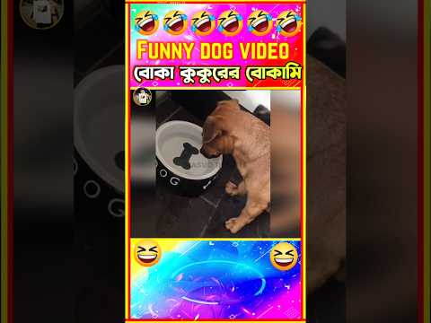 🤣কুকুর সাহেব কে বোকা বানানো🤣| Funny dog videos Bangla | Funny Animals | Funny Dog