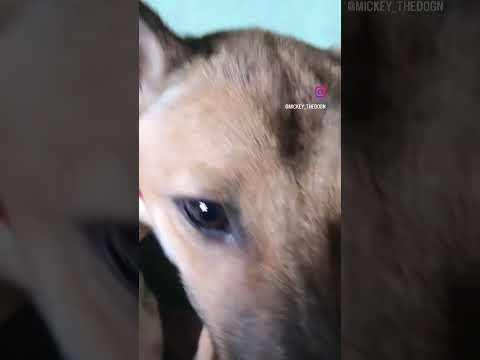 Please gulabjamun dedo 🥹| viral dog videos| dog funny videos| cute dog videos| funny videos