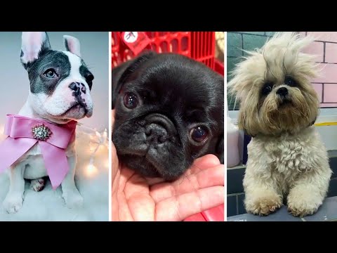Funny Dogs 🐶 Try Not to Laugh 😄 Doggos That Make You Go AAWWW! 🐾