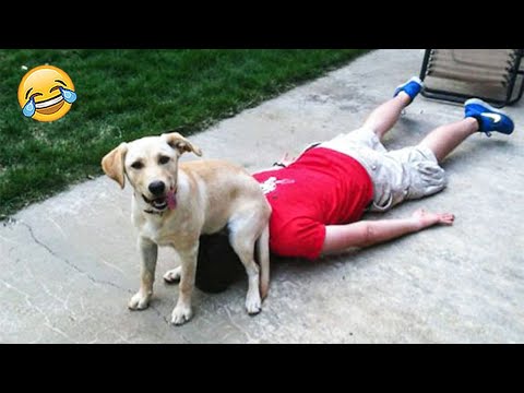 When Your Dogs Doing Funny Things 😹🐶| Pets Island