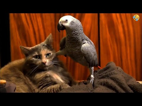 FUNNY CATS, DOGS, PARROTS 🐱🐶🦜 and other CUTE ANIMALS 🐾 Funniest Animal Videos 2023
