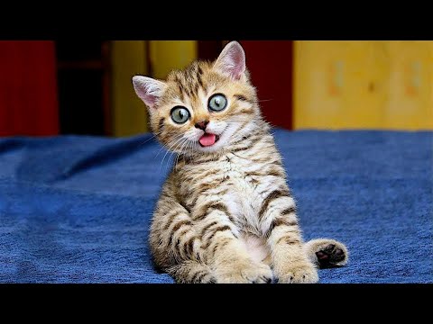 Funniest Animals Videos 2023 😹 Try Not To Laugh Funny Dogs And Cat 😁