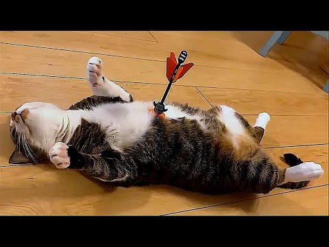 Funny Animal Videos 2023 😂 – Funniest Cats And Dogs Video 😺