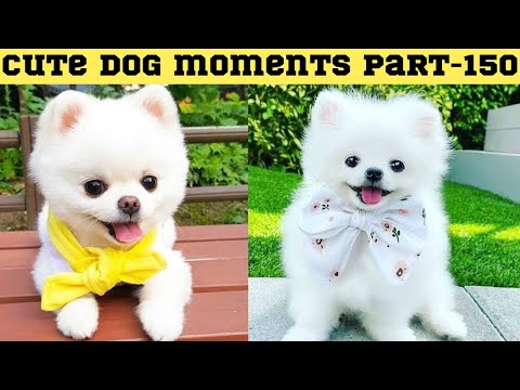 Cute dog moments Compilation Part 150| Funny dog videos in Bengali