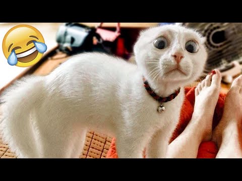 Funniest Animal Videos😂 – Funny Cats😹 and Crazy Dogs🐶 Videos 2023!