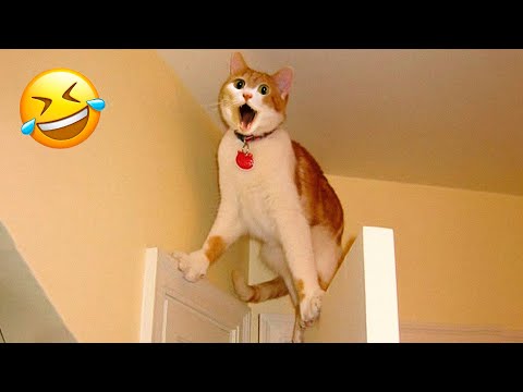 Funny Animal Videos 2023 😇 – Funniest Dogs and Cats Videos 😅 #4