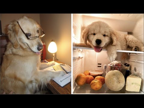 Funny and Cute Golden Retriever Videos That Will Change Your Mood For Good –  Golden Retriever Puppy