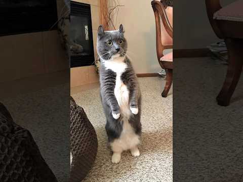 Funny animals 2023😆 – Funniest Cats and Dogs Video🐕🐈240 #shorts