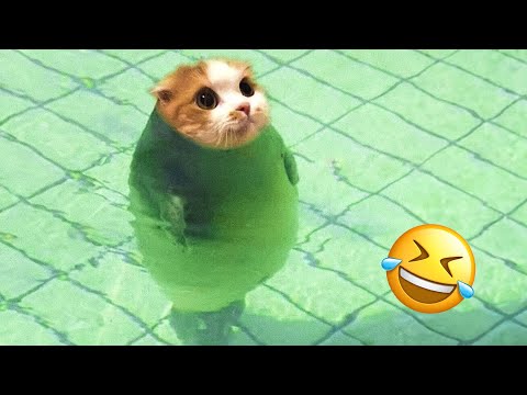 Funny Animal Videos 2023 🥰 – Funniest Dogs and Cats Videos 😅 #9