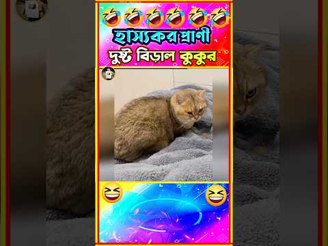 🤣দুষ্ট বিড়াল কুকুর এর দুষ্টমী🤣| Funny cat & dog videos Bangla | Funny Animals | Funny Dog