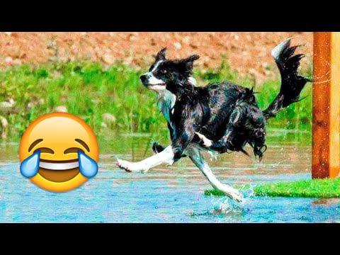 Funny Cats And Dogs Videos 🐱🐶 Funniest Animals – Videos of Funny Animals ZZZ