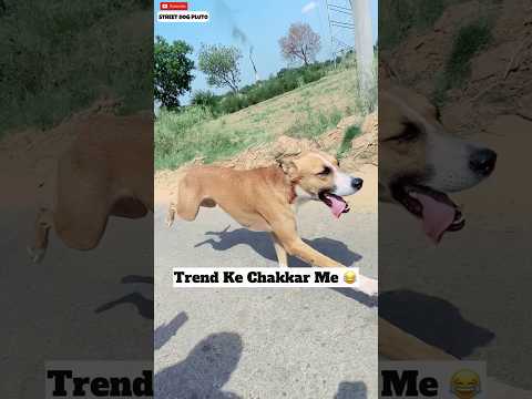 All Eyes On Me | Trend With My Dog 😂 #dog #trending #funny