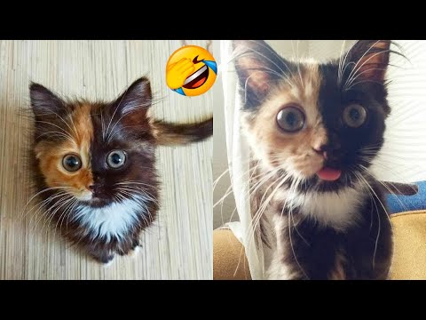 2 HOUR FUNNY CATS COMPILATION 2023😂 Cute and Funny Cat Videos to Keep You Smiling! 😻 #43