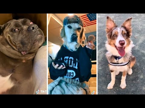 Funniest DOGS Ever 🤣 Best Funny Doggo Videos Compilation (2023)
