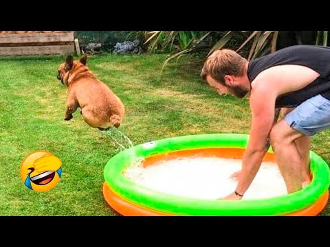Funny And Cute Dogs Videos 🐶 – Funniest Animals Compilation 2023 | Pets Island