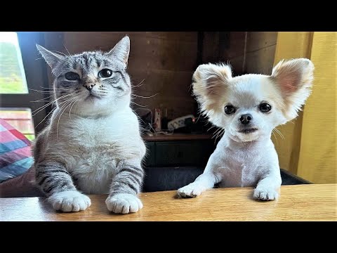 Funny animals – Funny cats / dogs – Funny animal videos 293