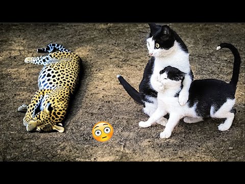 Best Funniest Animals Videos 😅 – Funny Dogs And Cats Videos 2023😇 #8