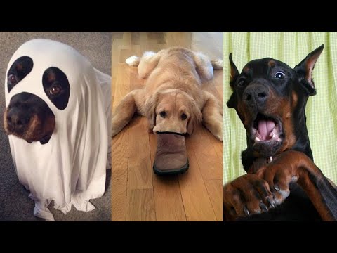 Dogs Videos But Try Not To Laugh🤣😂Part 8