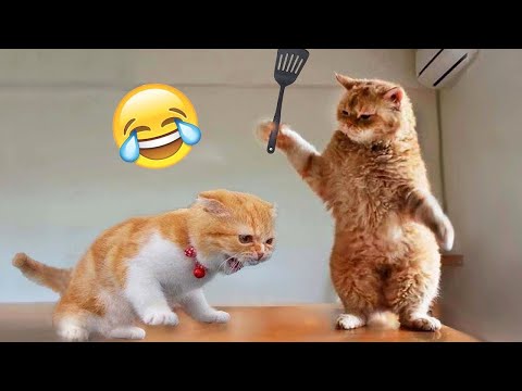 Funniest Animals 2023 🤣 New Funny Cats and Dogs 😺🐶 Part 11