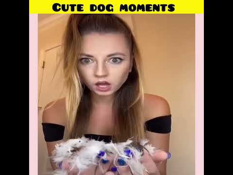 Cute dog moments | Part-241| funny dog videos in Bengali| #shorts #shortvideo #funny