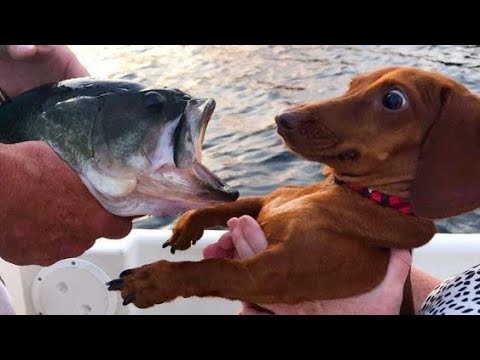Dog and Their Funny Momment | Funniest Dog Reaction Video | Super Dog