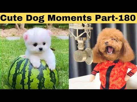Cute dog moments Compilation Part 180| Funny dog videos in Bengali