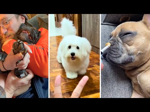 Funny and Lovable Dogs! 🐶😂 Cute Dog Compilation
