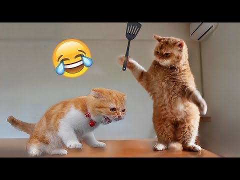 1 Hour Of Funniest Animals – Funniest Cats and Dogs 😺🐶 #12 |Aww Pets