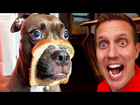 Funny Dogs And Cats Videos 2023 😅👌 – Best Animal Video Compilation Of The Month 😁