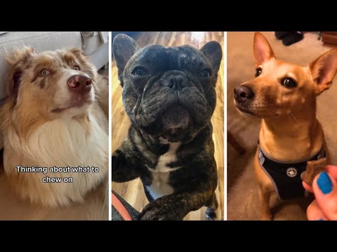 🐶 Ultimate Doggo Videos 2023 🐕 | Cutest and Funniest Dog Clips! 🐾😄