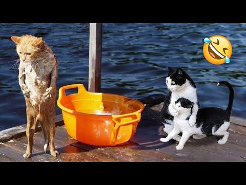 Try Not To Laugh Dogs And Cats 😁 – Best Funniest Animals Video 2023