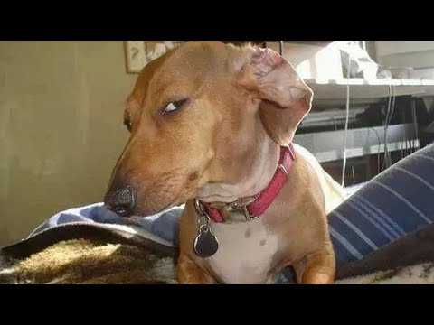 Dog Gives Mean “Side Eye” | FUNNIEST Dogs Video 2023