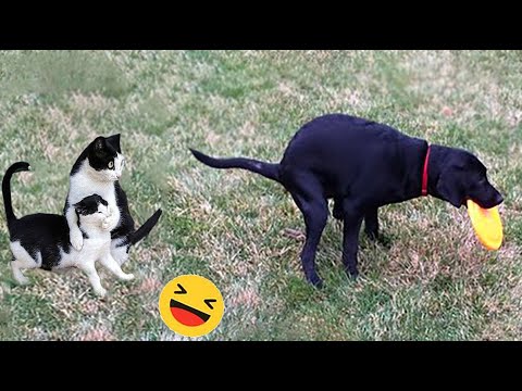New Funny Animals 😅 Funniest Dogs And Cats Videos 2023🐶😺 #4