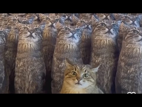 Funny Cats and Funny Dogs videos | Funny Animals moment 2023 #10K
