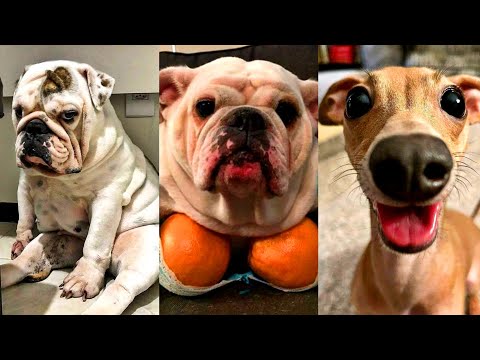 Dogs Videos But Try Not To Laugh🤣😂Part 82