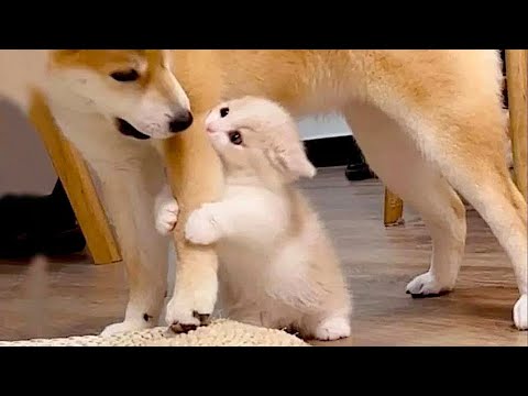 Funny animals – Funny cats and dogs – Funny animal videos 2023🤣