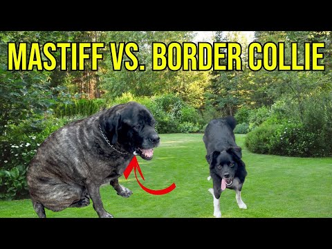 Funny Dog Video – Border Collie Vs. English Mastiff Who WINS?!?